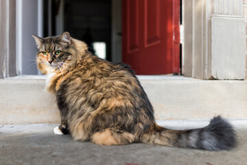 Calico maine coon cat sitting outside by red open door of house porch steps with grey tail low angle view - Powered by Adobe