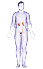 3d rendered, medically accurate illustration of the kidneys