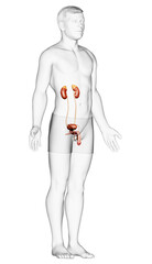 3d rendered, medically accurate illustration of the kidneys