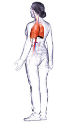 3d rendered, medically accurate illustration of a female lung anatomy