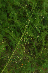 The tall grass of a beautiful create a beautiful pattern.