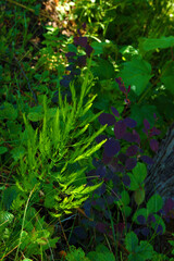 The tall grass of a beautiful create a beautiful pattern.