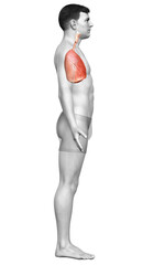 3d rendered, medically accurate illustration of a male lung anatomy
