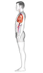 3d rendered, medically accurate illustration of a male lung anatomy