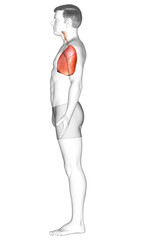 3d rendered, medically accurate illustration of a male lung anatomy
