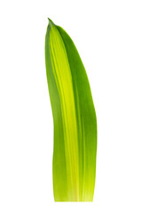 Obraz premium Green leaf on white background. Dracaena fragrans (L.) Ker Gawl. Corn plant, Dracaena.