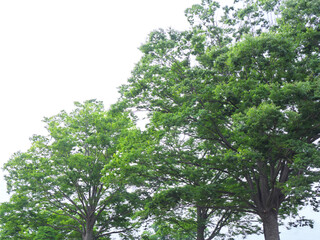 大樹の緑