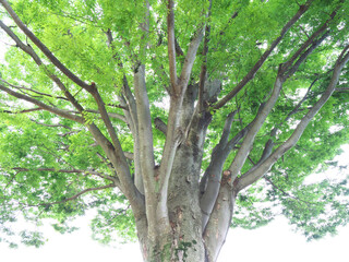 大樹の緑と木漏れ日