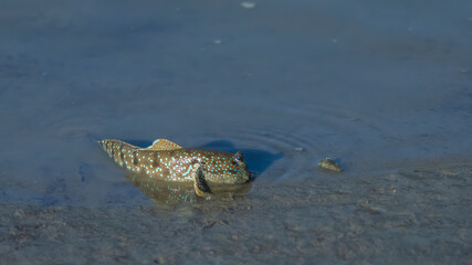 A Blue-spotted Mudskipper in muddy water with its dorsal fin raised