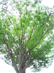 大樹の緑と木漏れ日