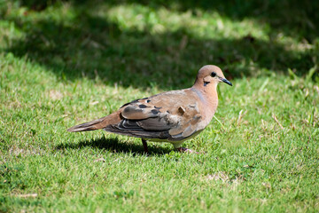 Side view of a single zenaida aurita dove with brown, black and white feathers, standing on green grass. Bird is a profile image showing beak, one eye, wing and tail.