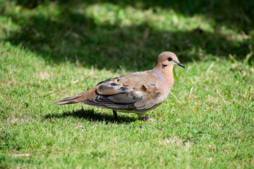 Side view of a single zenaida aurita dove with brown, black and white feathers, standing on green...