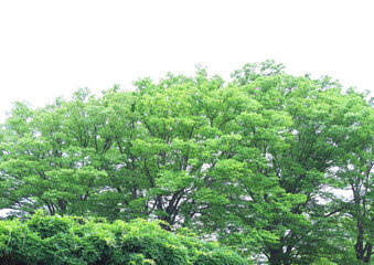 Fototapeta premium 大樹の緑