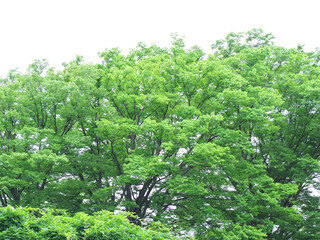 大樹の緑