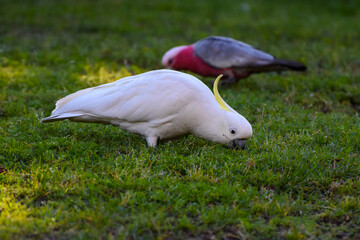 Australian Birds