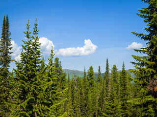 Fir in the coniferous forest. Sunny summer day. Taiga landscape