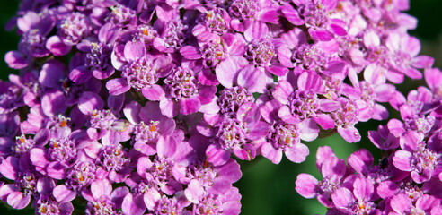 purple flowers for banner with copy space
