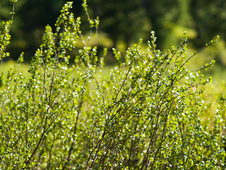 Beautiful green bush lit by the sun. Summer day