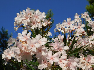 Nerium oleander white pink flowers