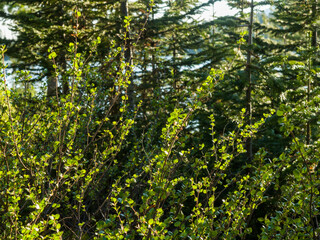 Fototapeta premium Beautiful green bush lit by the sun. Summer day
