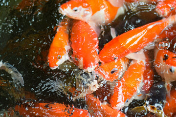 Fototapeta na wymiar koi fishes in the pond