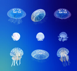 Jellyfish (moon jelly, Cannonball jellyfish, blue Jellyfish, Papuan jelly)