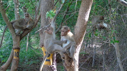 monkeys plying on tree
