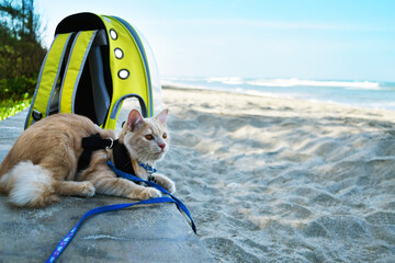 Angora Cat sitting on the beach, pet traveling concept.