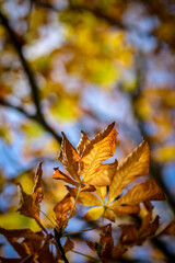 yellow autumn leaves