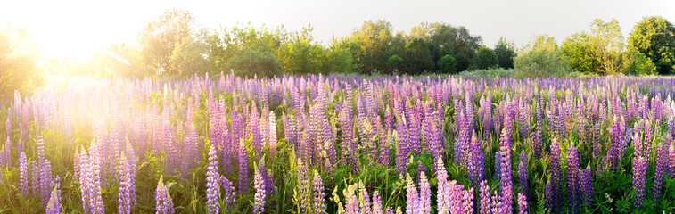 A large field of pink and purple lupine flowers (Lupinus) in the forest at sunset. The setting sun...