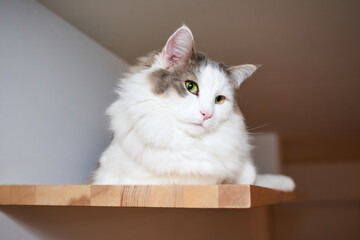 棚の上でのんびりしている猫