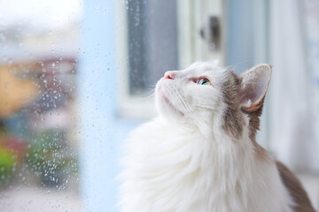 雨の日に窓の外を見ている白猫