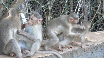 monkeys on half wall