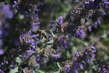 Honey bee and lavenders