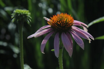 Echinacea purpurea or Rubinglow in daylight