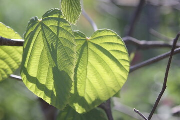 close up green leaves in daylight