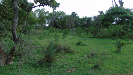 forest in the morning