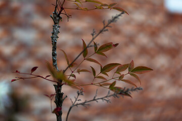 a small tree in garden