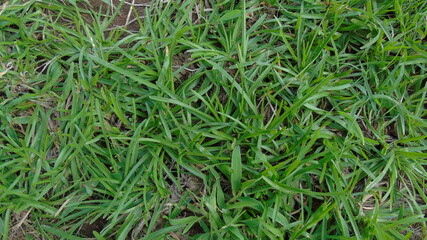 green grass in the wind