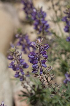 Purple Raceme Bloom Of Grape Lupine, Lupinus Excubitus, Fabaceae, Native Perennial Subshrub In Pioneertown Mountains Preserve, Southern Mojave Desert, Springtime.