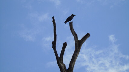 tree silhouette against blue sky