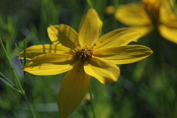 Yellow flower