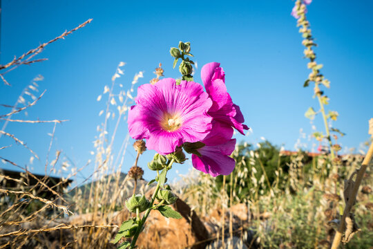 Hollyhock flower (Alcea rosea, Hatmi) is an ornamental plant in the Malvaceae family. Close-Up Photo