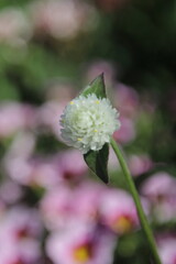 white flower with pink background