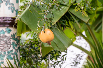 Pomegranate fruit on tree in a garden.
