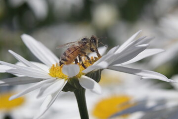 Honey Bee taking pollens out of daisy flower