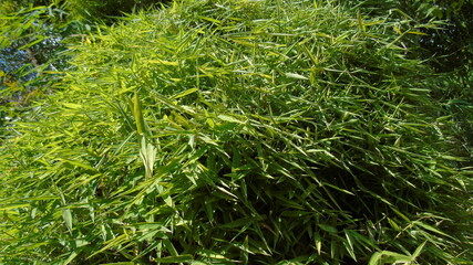 green grass background