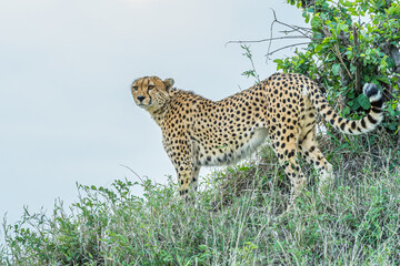 The Famous Cheetah Brothers of Masai Mara , Kenya .