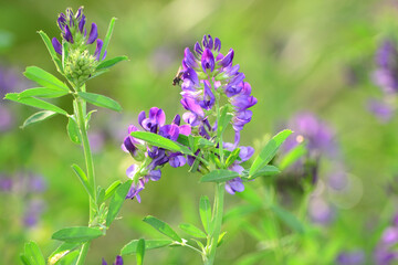 Soft selective focus of a wild flower with a diffused meadow background.