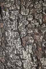 Close up dry tree bark texture abstract background.